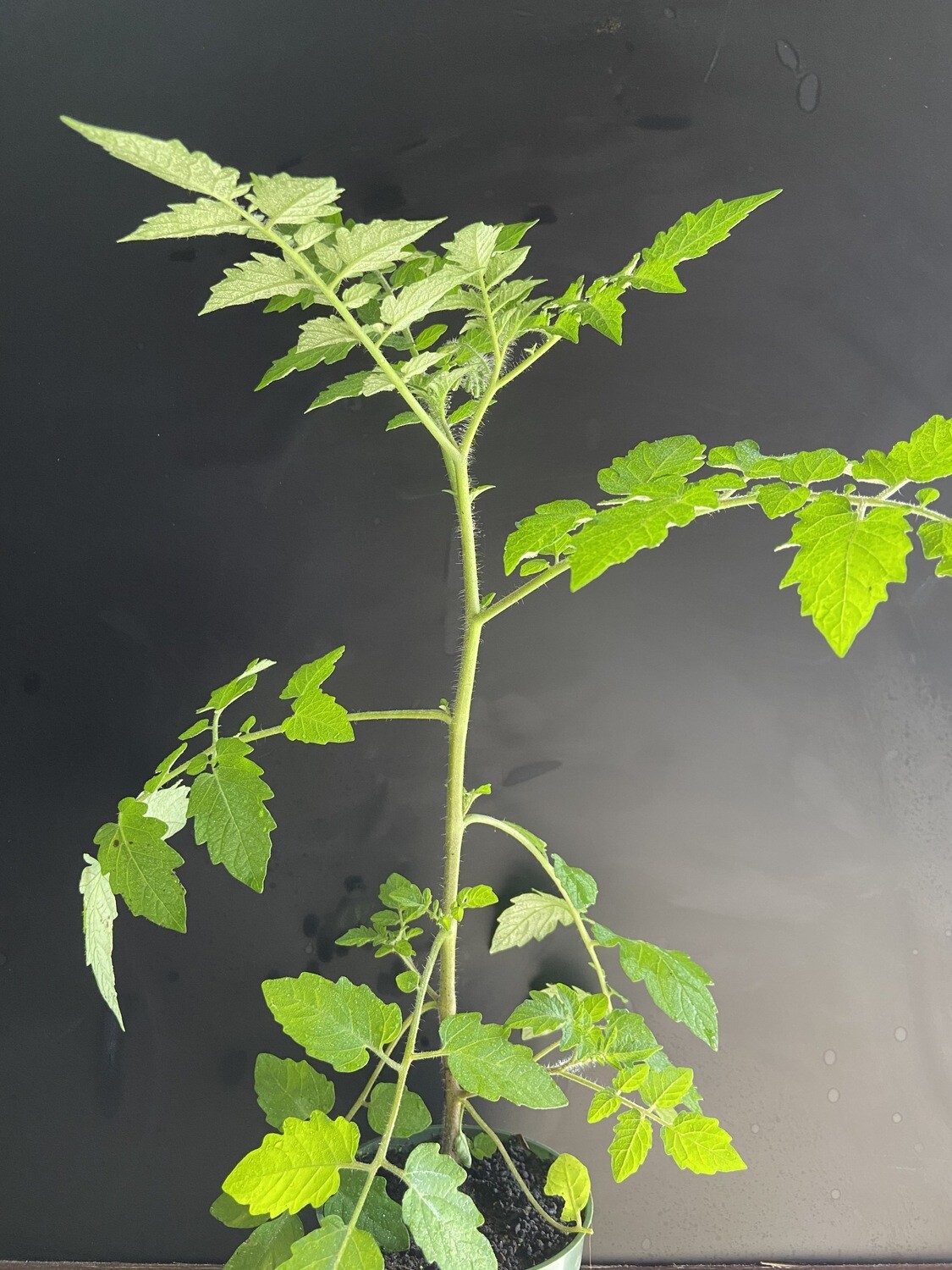 Tomato - Everglades (Solanum lycopersicum) 4"