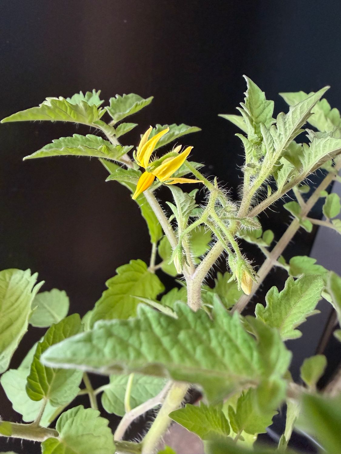Tomato - Everglades (Solanum lycopersicum) 4"