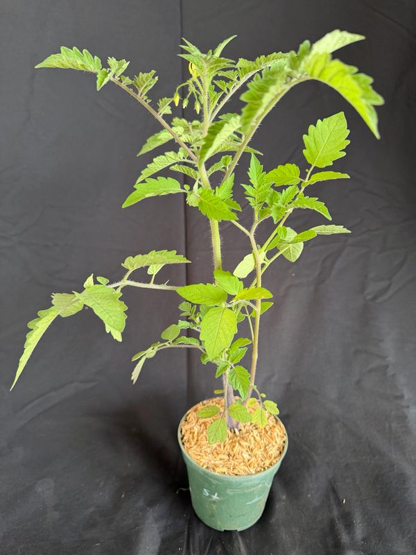 Tomato - Everglades (Solanum lycopersicum) 4"