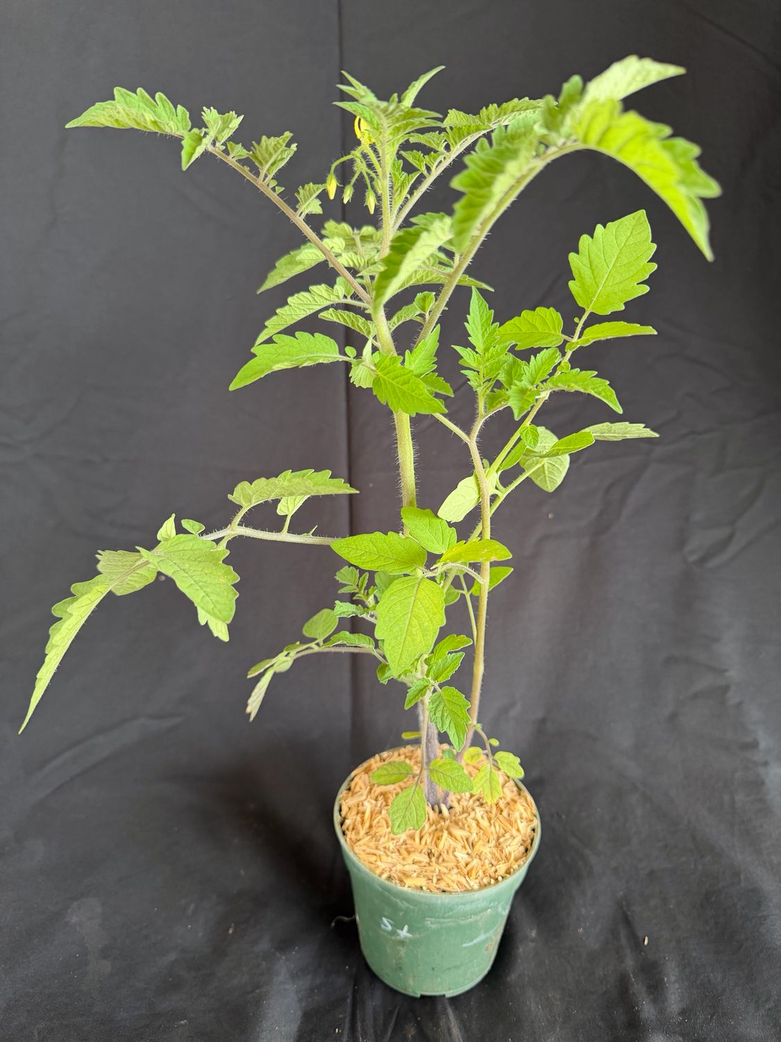 Tomato - Everglades (Solanum lycopersicum) 4"