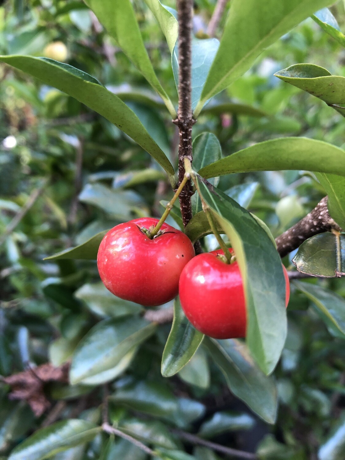 Barbados Cherry (Malpighia emarginata) 4”