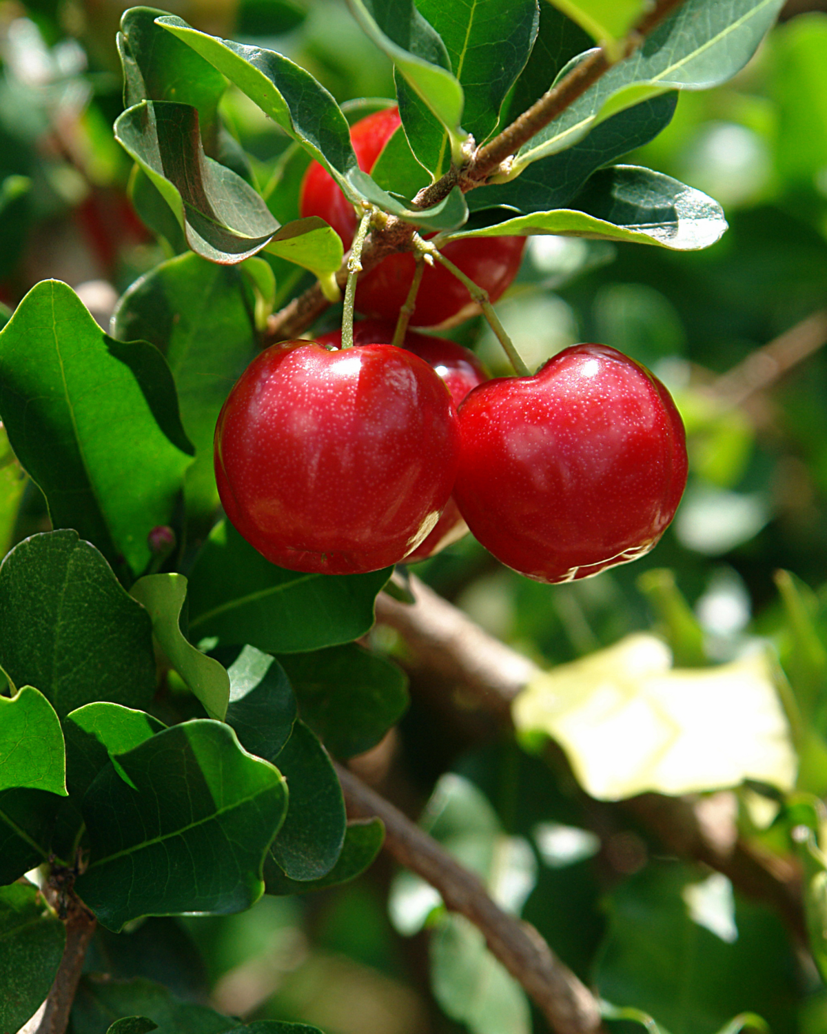 Barbados Cherry (Malpighia emarginata) 4”