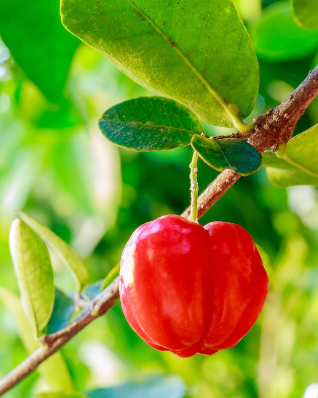 Barbados Cherry (Malpighia emarginata) 4”
