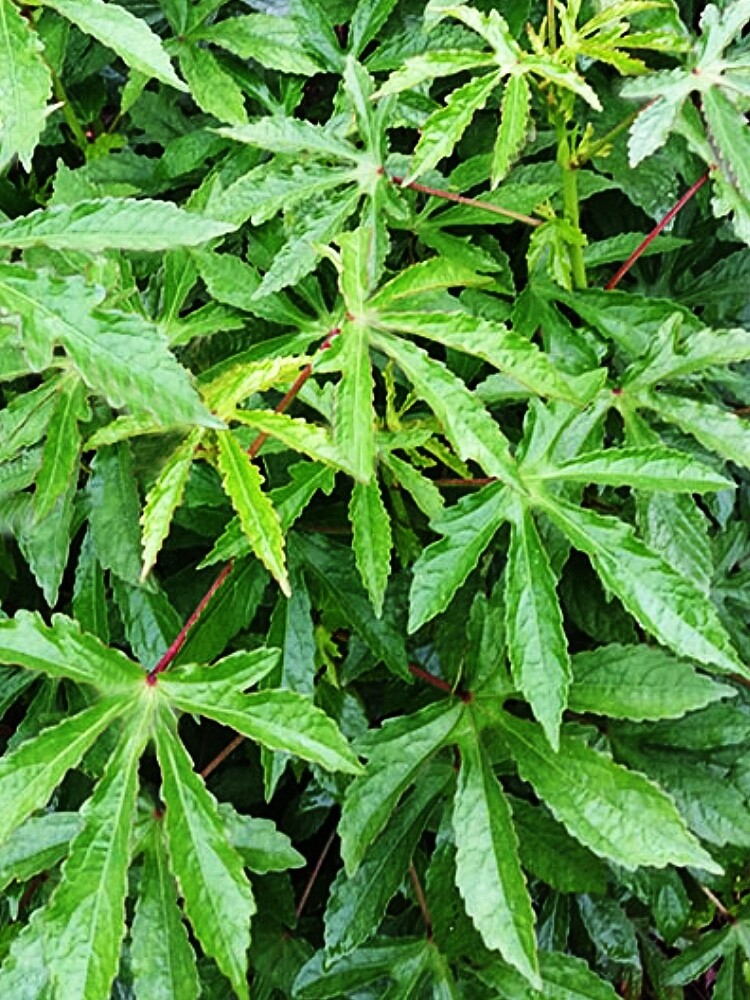 Hibiscus - Kenaf (Hibiscus cannabinus) Edible Leaf 4"