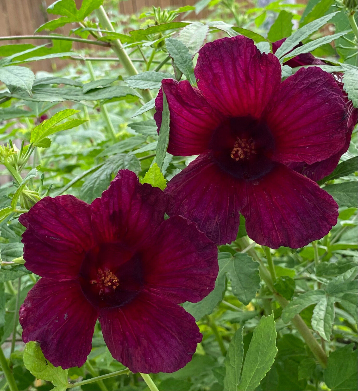 Hibiscus - Kenaf (Hibiscus cannabinus) Edible Leaf 4"