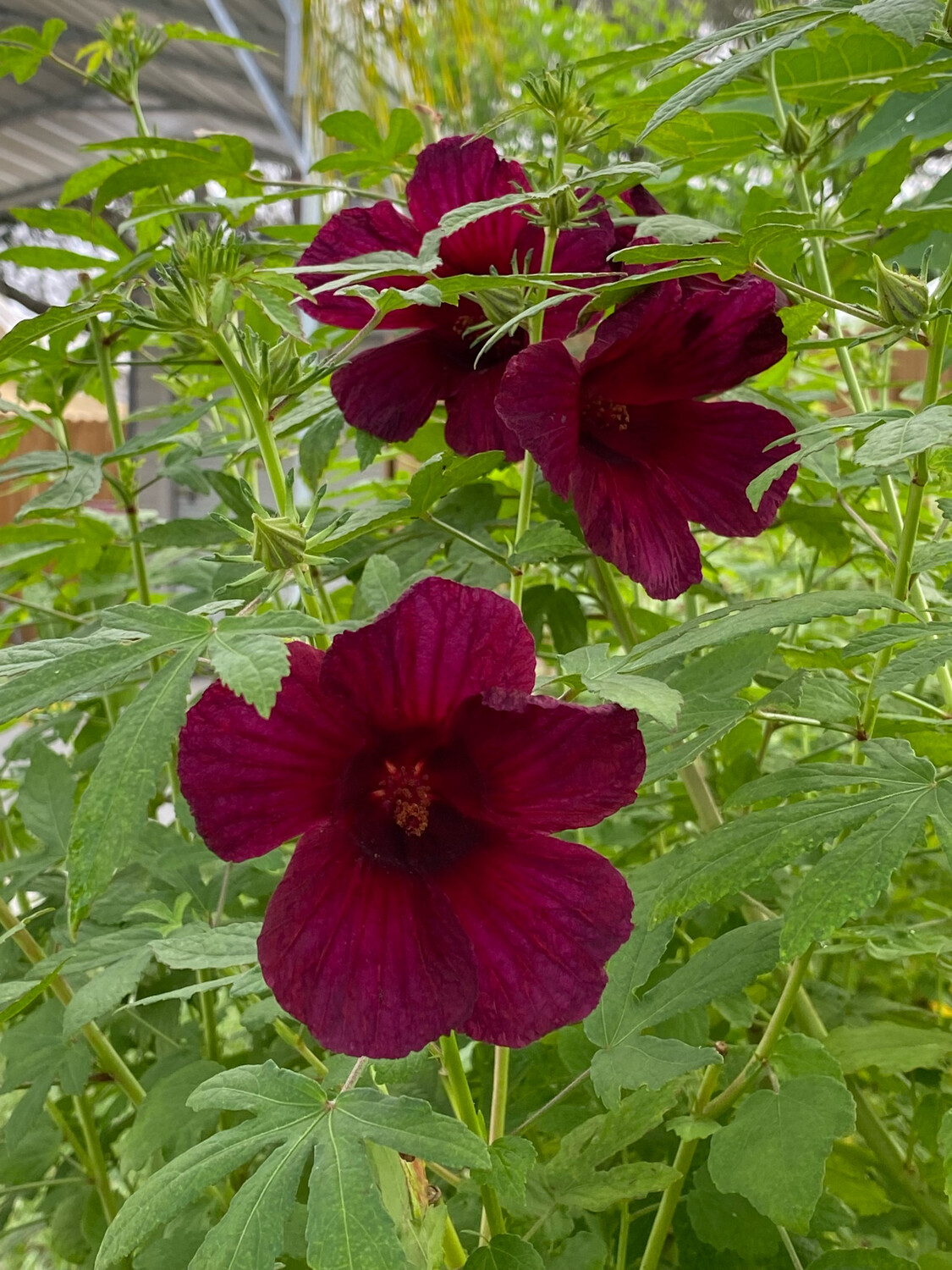 Hibiscus - Kenaf (Hibiscus cannabinus) Edible Leaf 4"