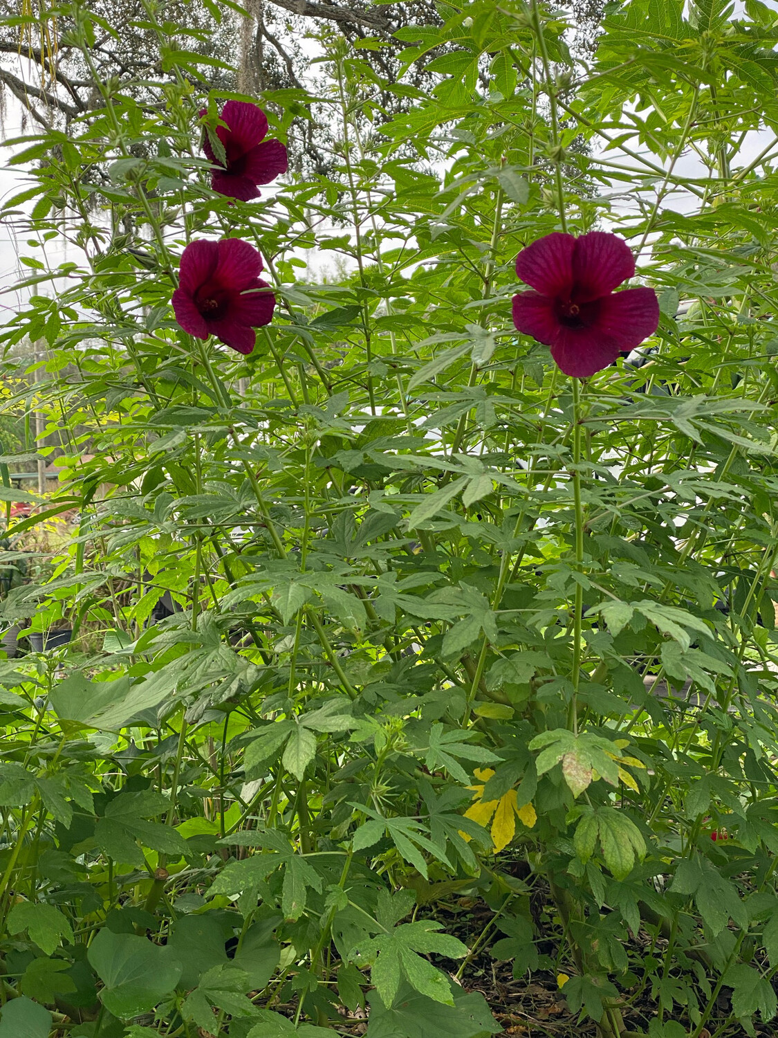 Hibiscus - Kenaf (Hibiscus cannabinus) Edible Leaf 4"