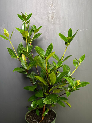 Cherry - Grumichama (Eugenia brasiliensis) 4"
