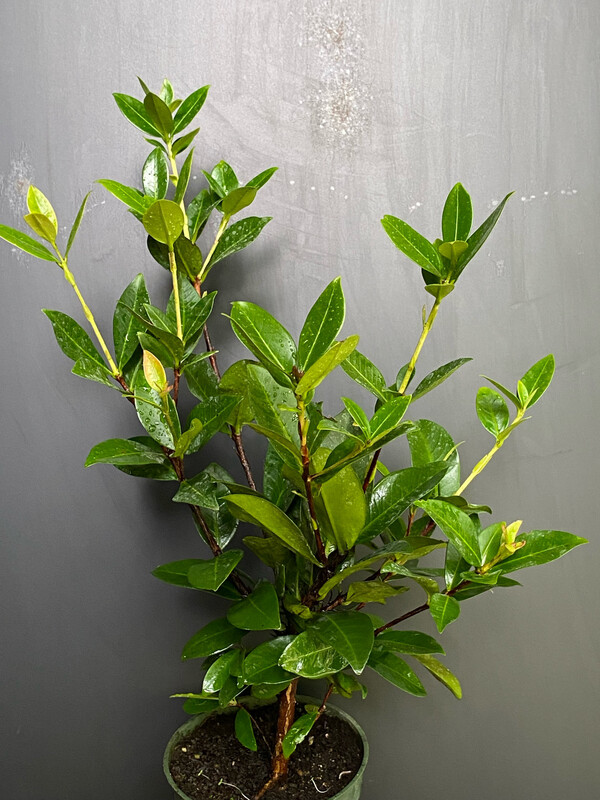 Cherry - Grumichama (Eugenia brasiliensis) 4"