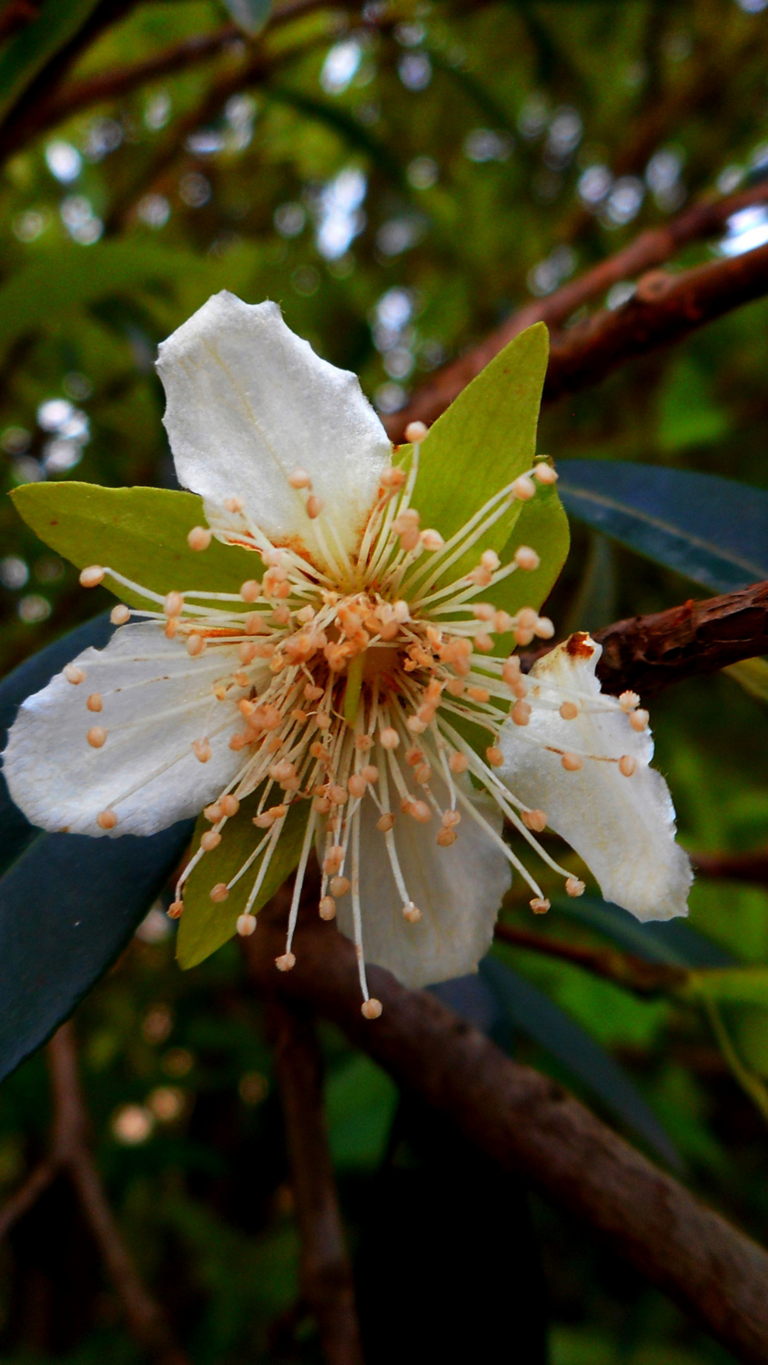 Cherry - Grumichama (Eugenia brasiliensis) 4"