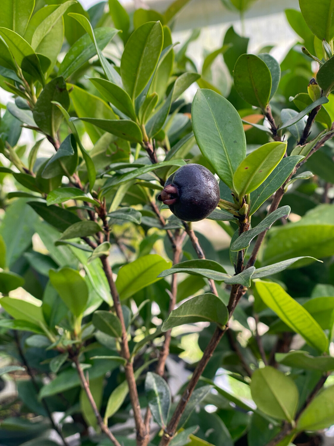 Cherry - Grumichama (Eugenia brasiliensis) 4"