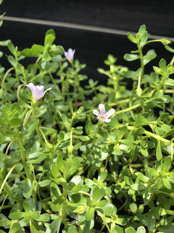 Bacopa (Bacopa monnieri) 4"