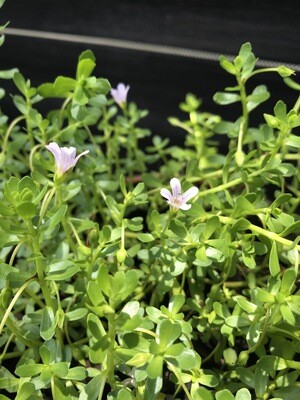 Bacopa (Bacopa monnieri) 4"