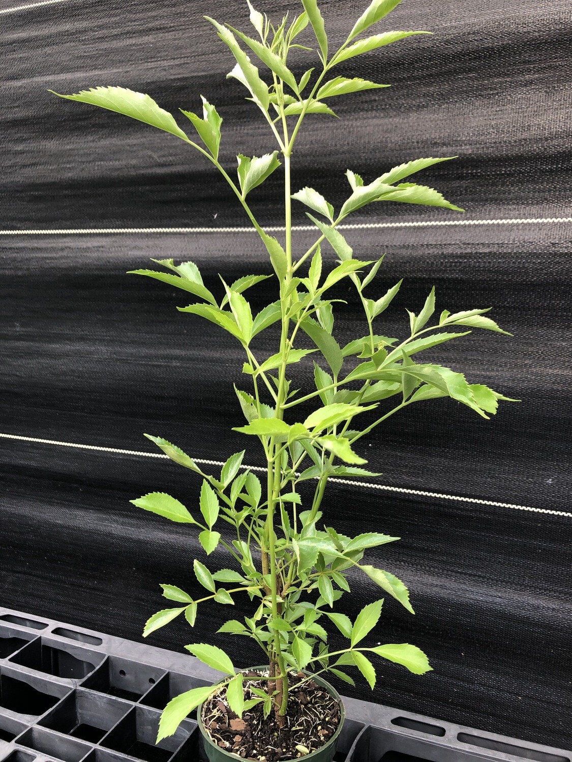 Elderberry (Sambucus nigra ssp. canadensis) 4"