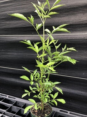 Elderberry (Sambucus nigra ssp. canadensis) 4"