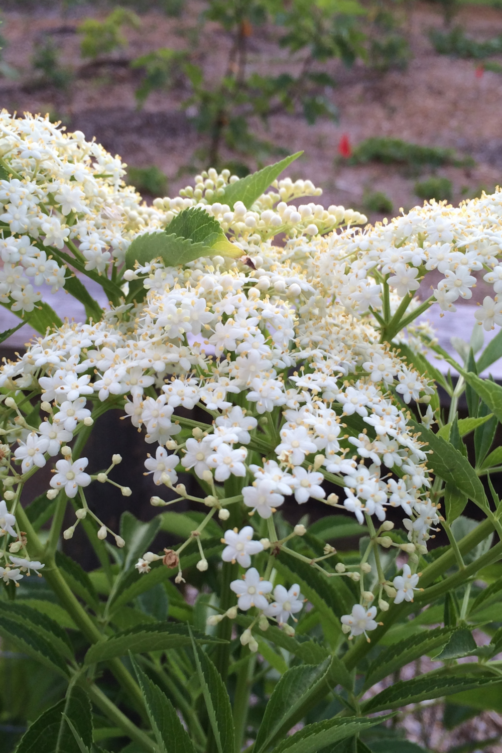 Elderberry (Sambucus nigra ssp. canadensis) 4"