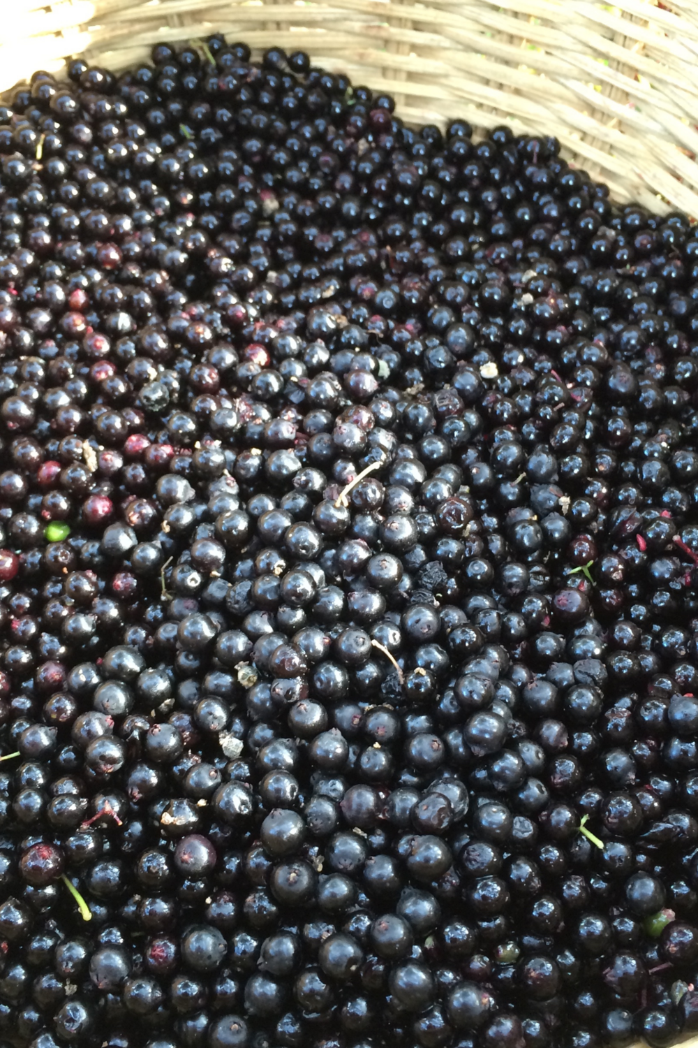 Elderberry (Sambucus nigra ssp. canadensis) 4"