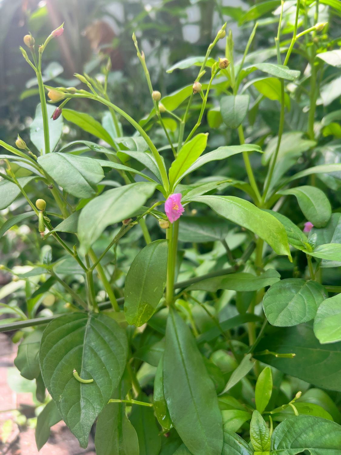 Spinach - Surinam / Thai Ginseng (Talinum fruiticosum) 4"