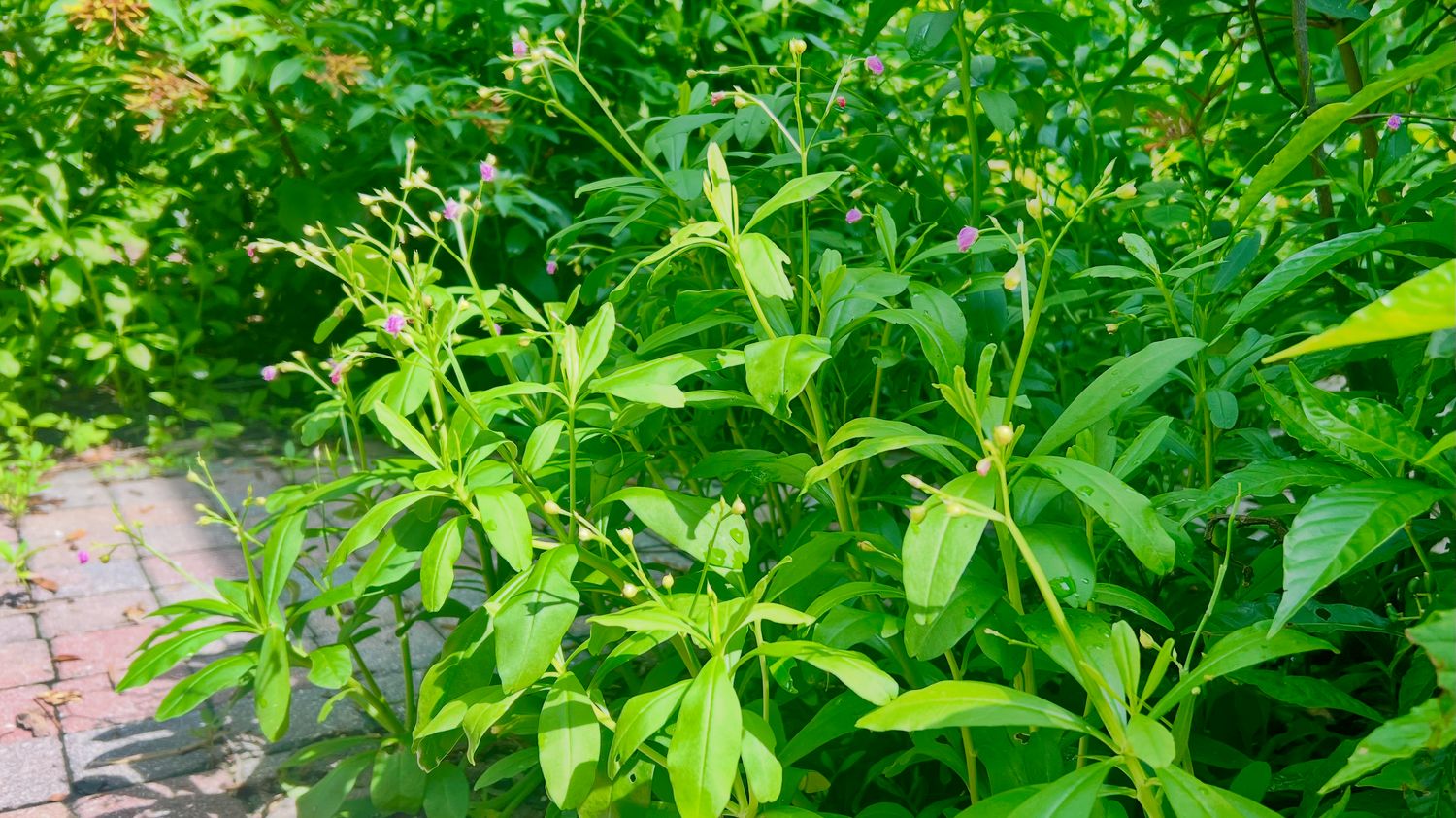 Spinach - Surinam / Thai Ginseng (Talinum fruiticosum) 4"