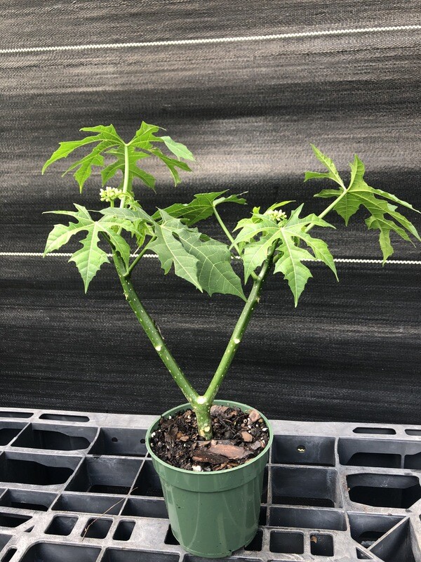 Chaya / Mayan Tree Spinach - Deep Lobed (Cnidoscolus aconitifolius) 4"