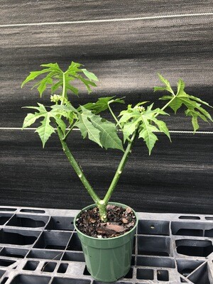 Chaya / Mayan Tree Spinach - Deep Lobed (Cnidoscolus aconitifolius) 4"