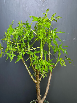 Chaya / Mayan Tree Spinach - Deep Lobed (Cnidoscolus aconitifolius) 4"