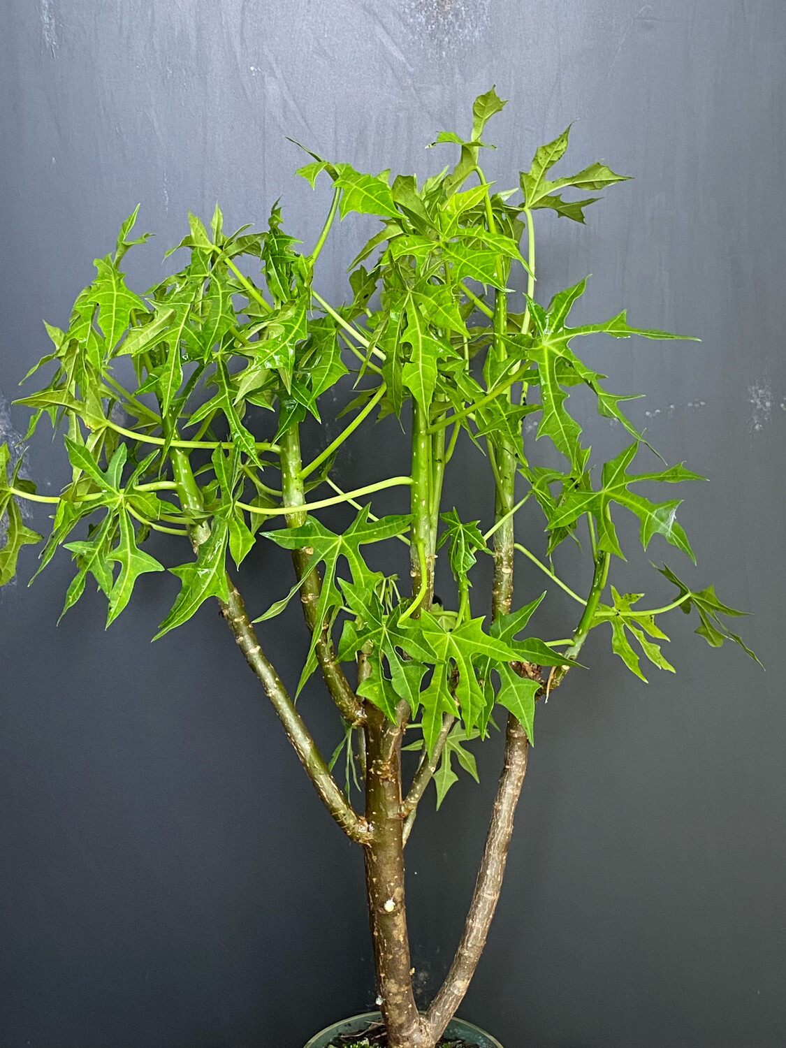 Chaya / Mayan Tree Spinach - Deep Lobed (Cnidoscolus aconitifolius) 4"