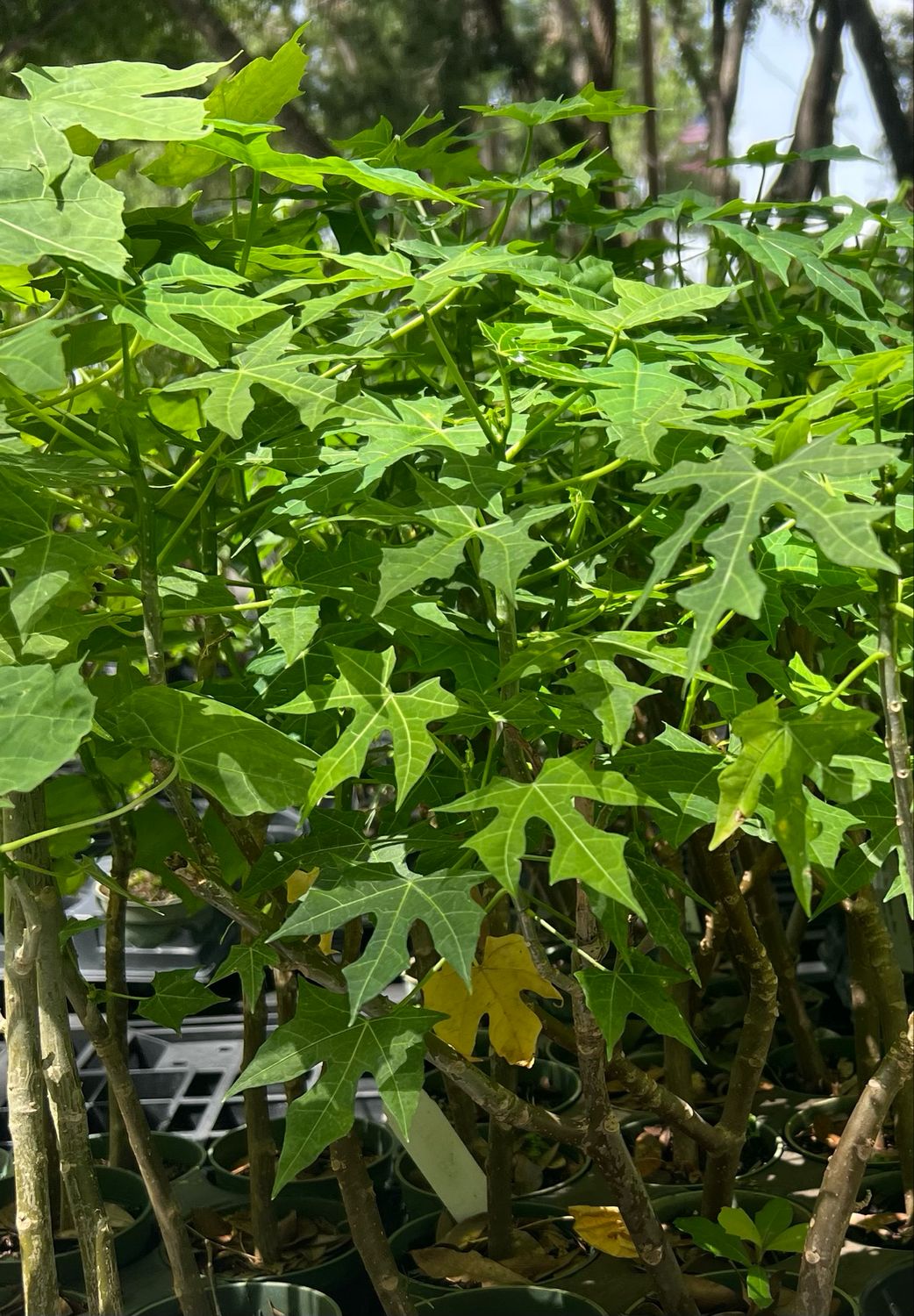 Chaya / Mayan Tree Spinach - Deep Lobed (Cnidoscolus aconitifolius) 4"