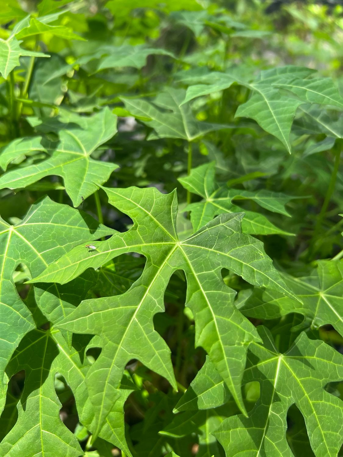 Chaya / Mayan Tree Spinach - Deep Lobed (Cnidoscolus aconitifolius) 4"