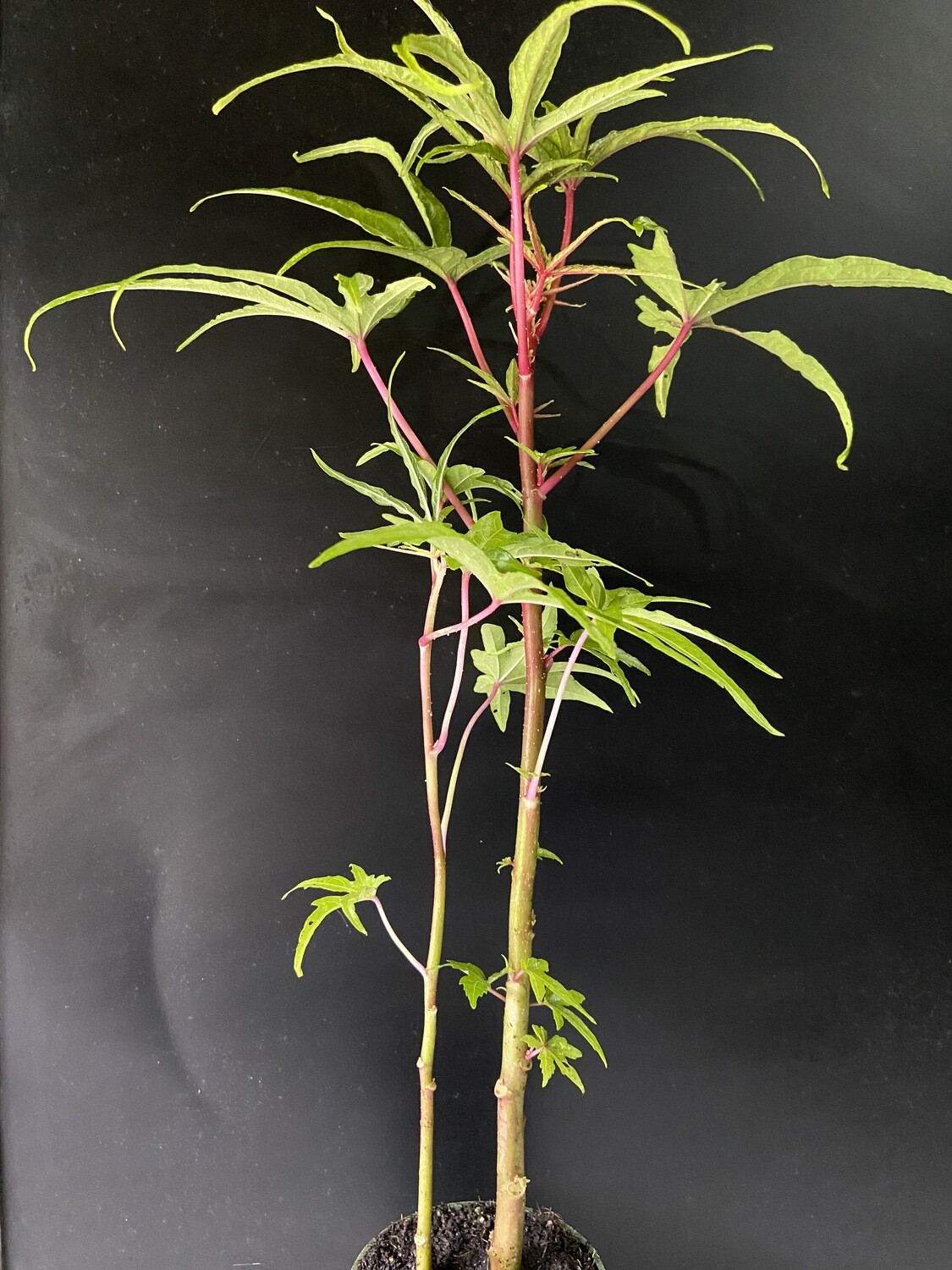 Hibiscus - Chief Kubo's Pride (Abelmoschus manihot) Salad Tree 4"