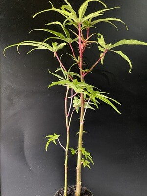 Hibiscus - Chief Kubo's Pride (Abelmoschus manihot) Salad Tree 4"