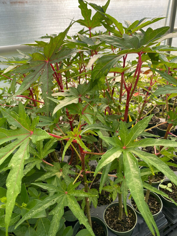 Hibiscus - Chief Kubo's Pride (Abelmoschus manihot) Salad Tree 4"