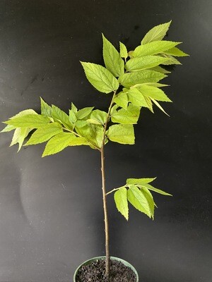 Strawberry tree - Red (Muntingia calabura) 4"