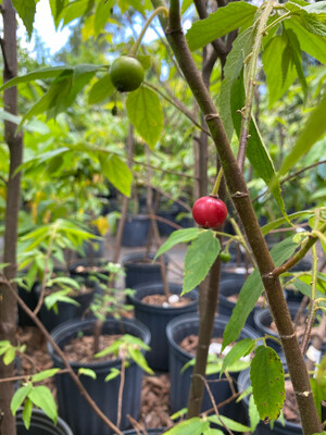 Strawberry tree - Red (Muntingia calabura) 4"