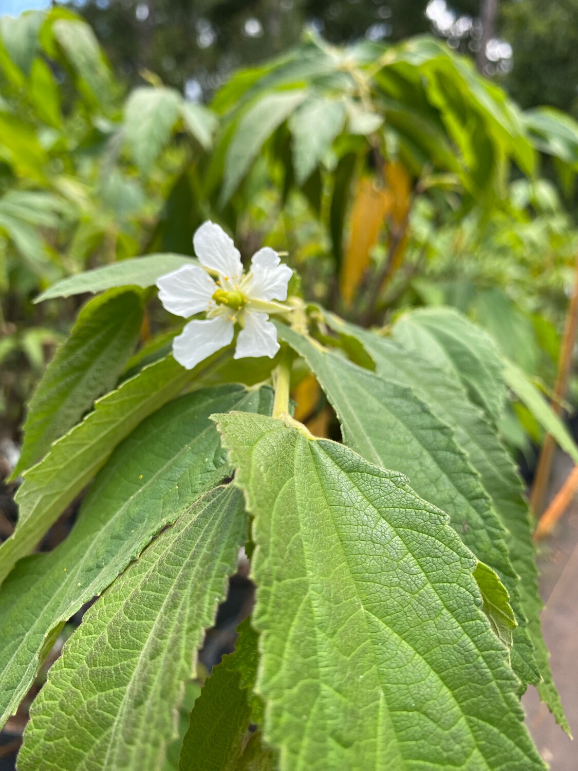 Strawberry tree - Red (Muntingia calabura) 4"