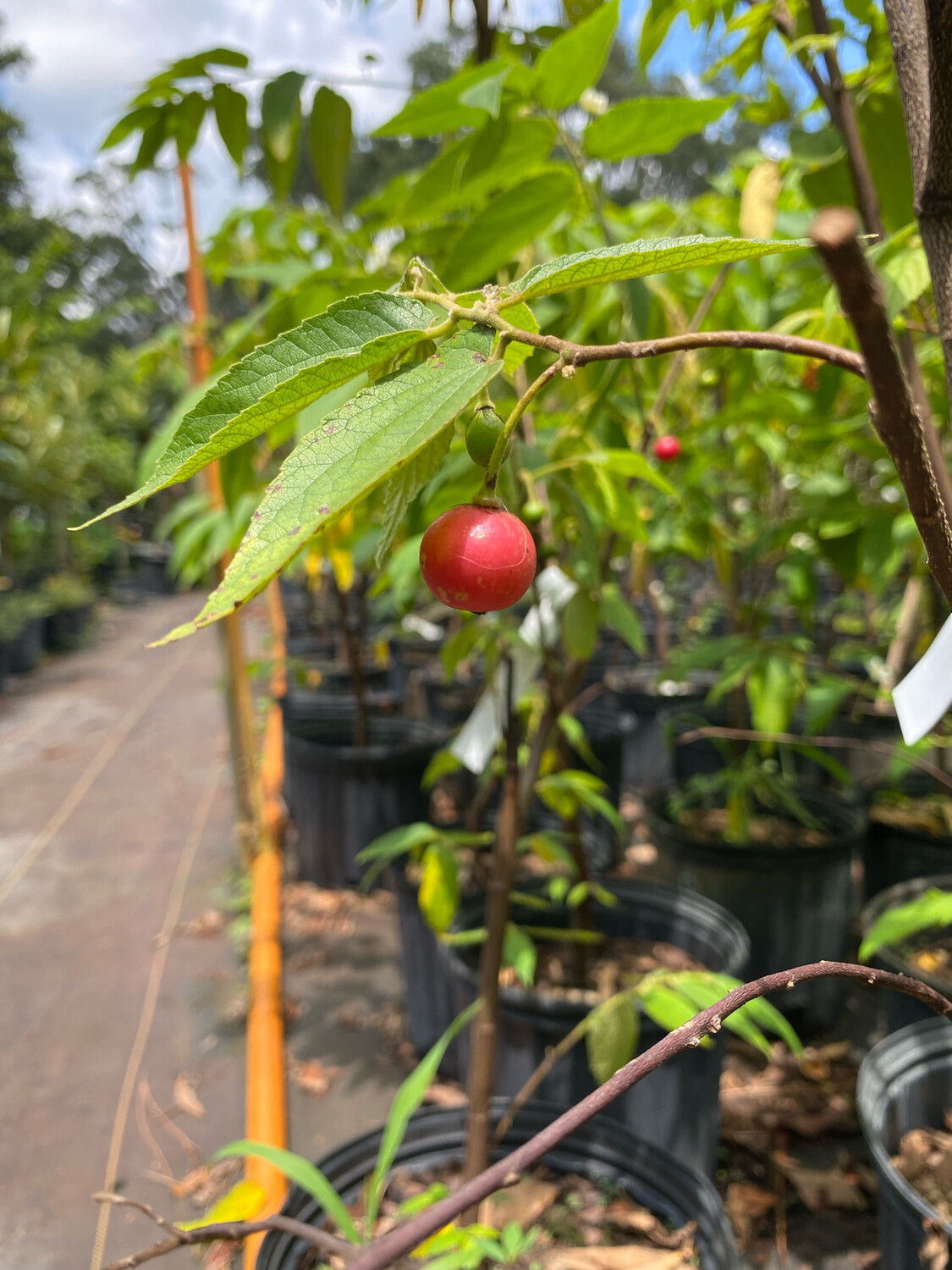 Strawberry tree - Red (Muntingia calabura) 4"