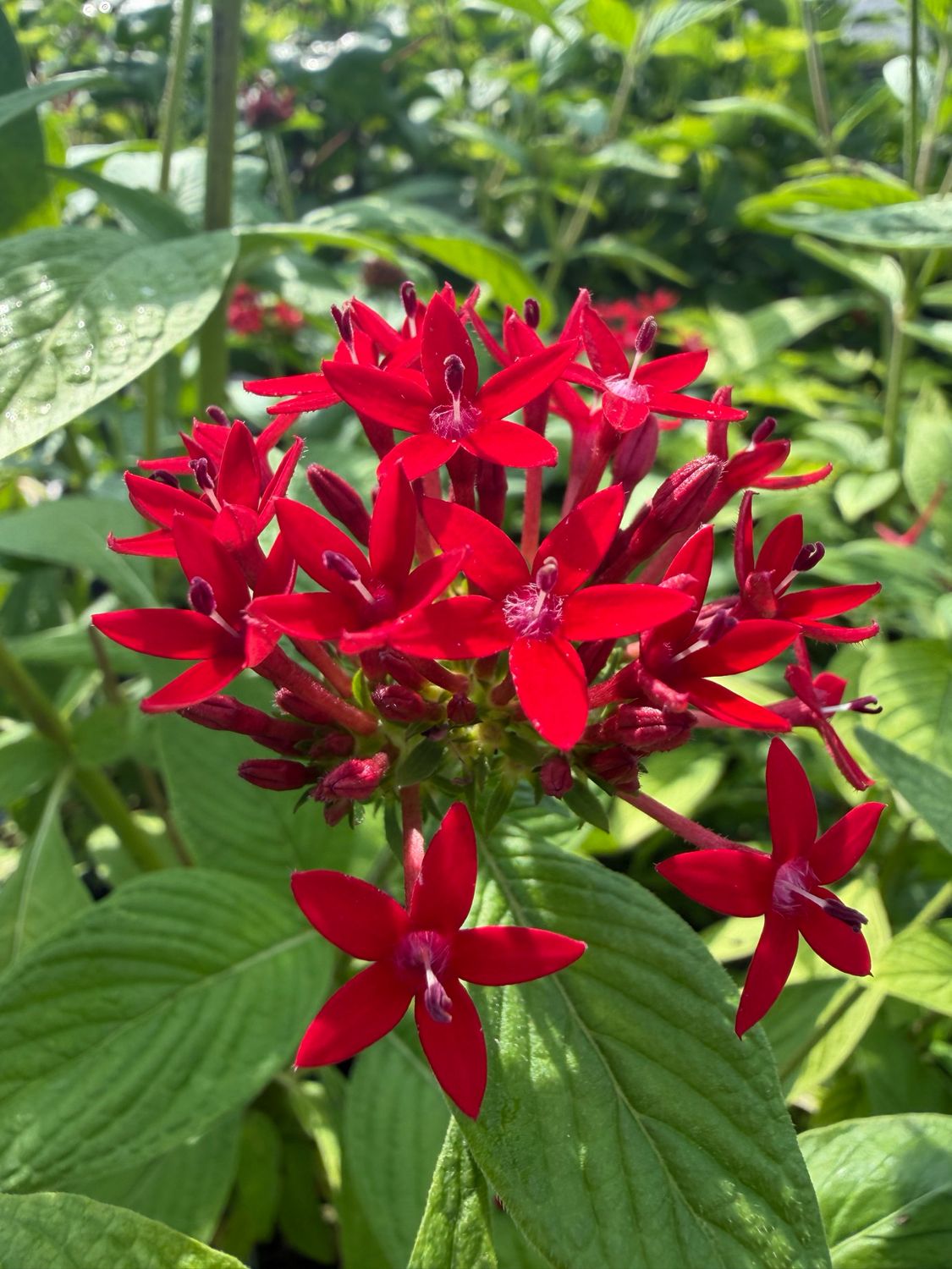 Penta - Red (Pentas lanceolata) 4"