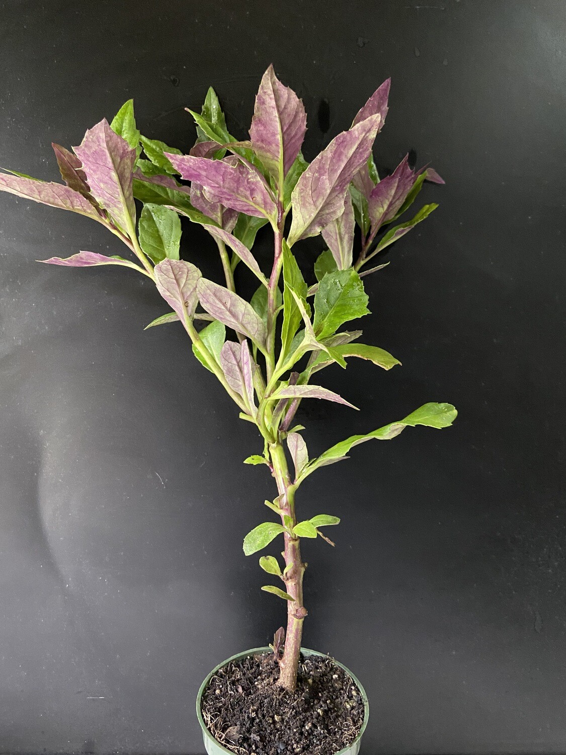 Spinach - Okinawa (Gynura bicolor) 4"