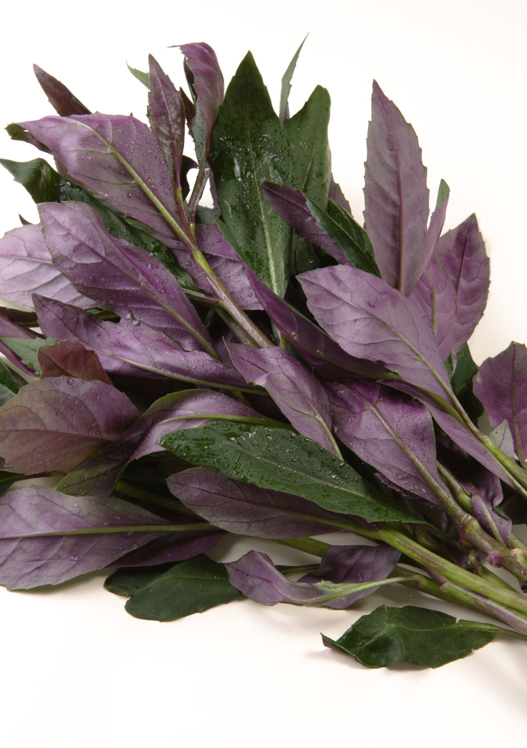 Spinach - Okinawa (Gynura bicolor) 4"