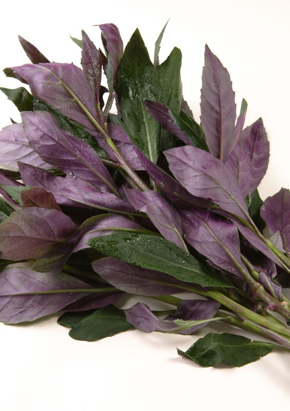 Spinach - Okinawa (Gynura bicolor) 4"