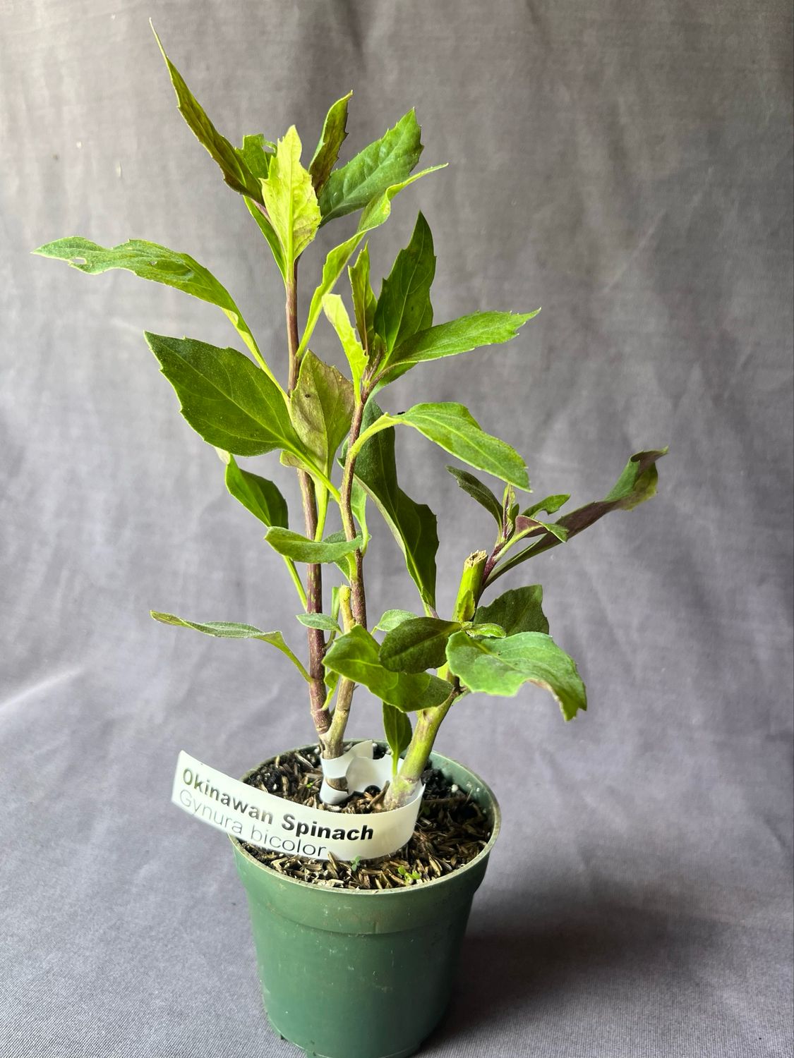 Spinach - Okinawa (Gynura bicolor) 4"