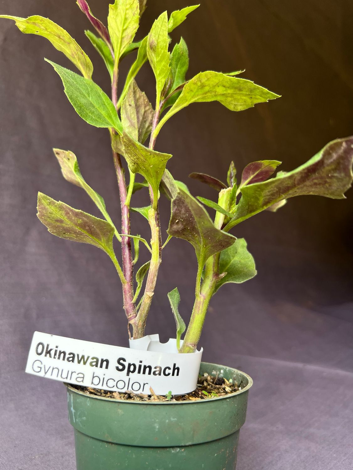 Spinach - Okinawa (Gynura bicolor) 4"
