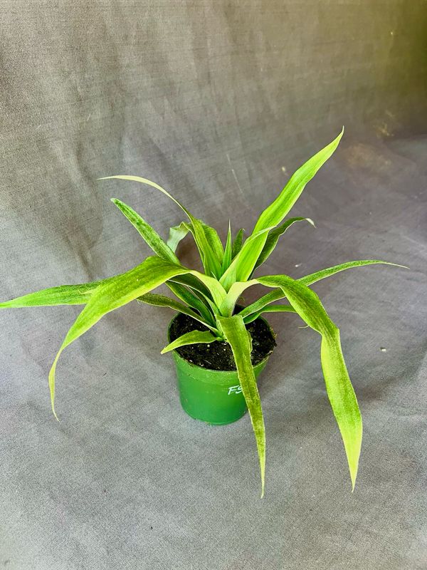 Pineapple - Florida Special (Ananas comosus) 4"