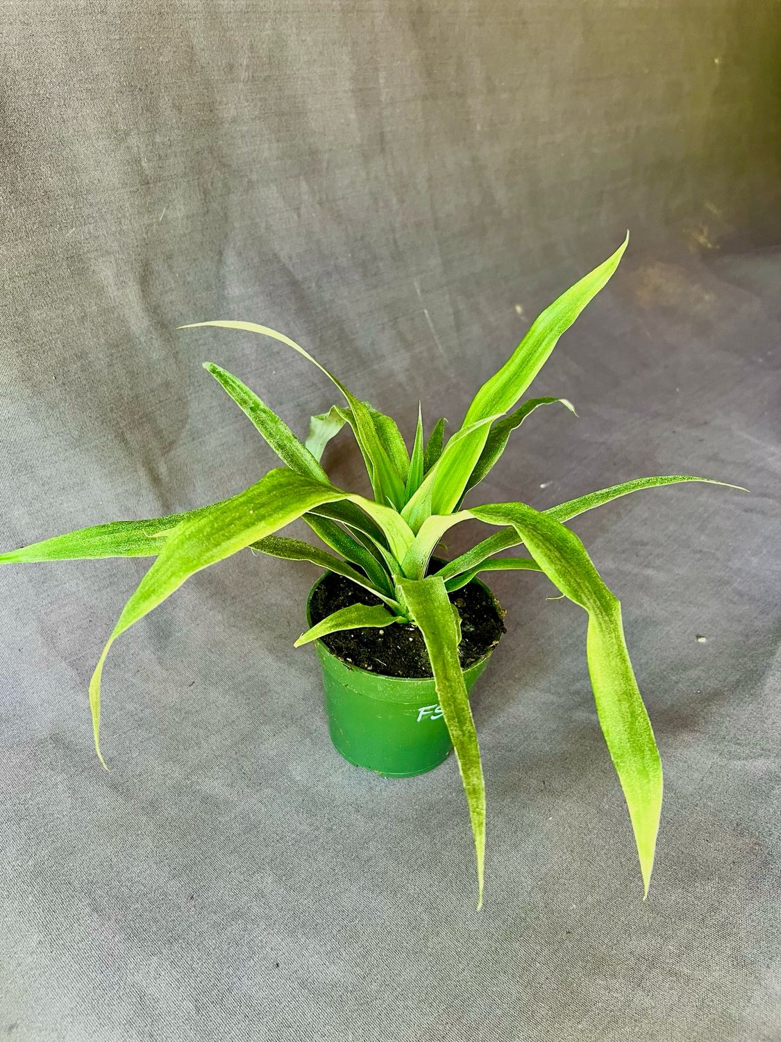 Pineapple - Florida Special (Ananas comosus) 4"
