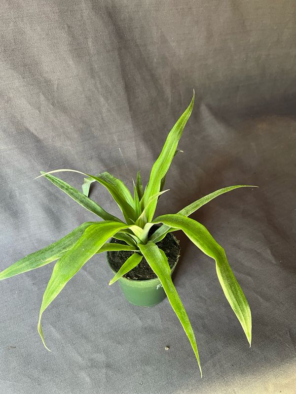 Pineapple - Florida Special (Ananas comosus) 4"