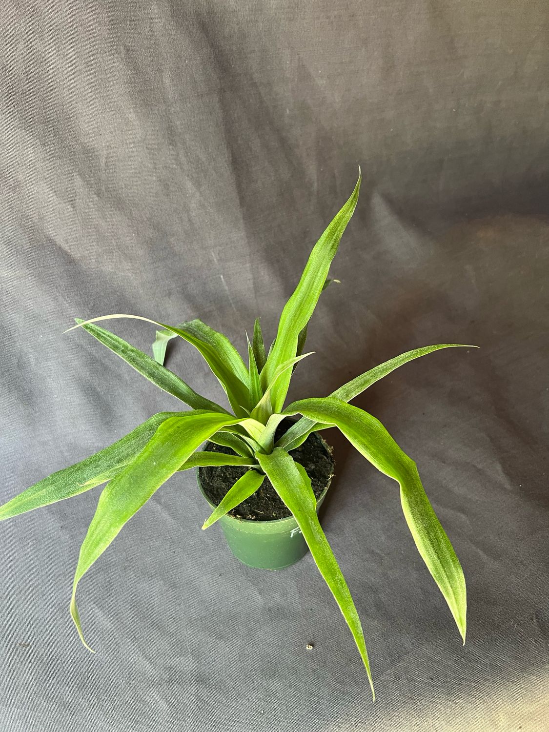 Pineapple - Florida Special (Ananas comosus) 4"