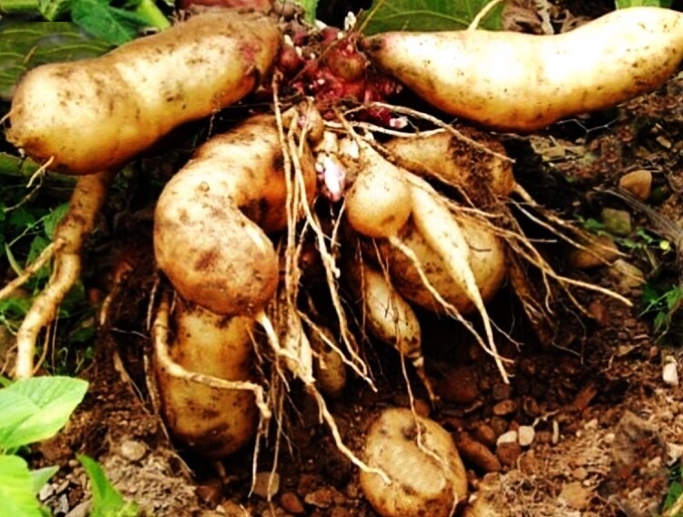 Yacon / Peruvian Ground Apple  (Smallanthus sonchifolius) 1G