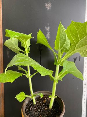 Yacon / Peruvian Ground Apple  (Smallanthus sonchifolius) 1G