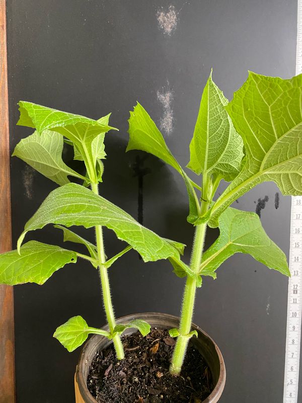 Yacon / Peruvian Ground Apple  (Smallanthus sonchifolius) 1G