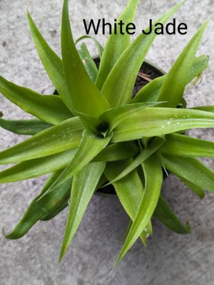 Pineapple - White Jade (Ananas comosus) 4"